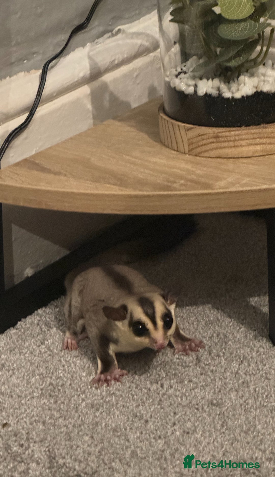 Sugar Glider rodents for sale: Sugar glider and full set up - Image 9