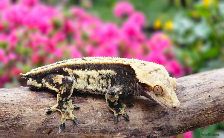 Gecko reptiles - Advert 13