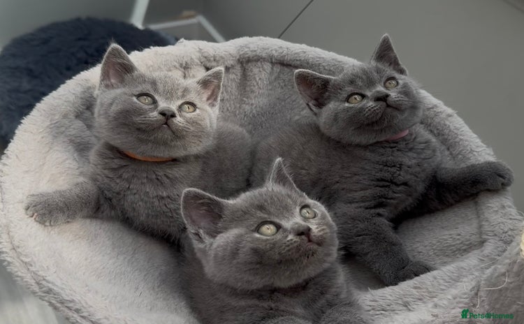 British Shorthair cats - Advert 15