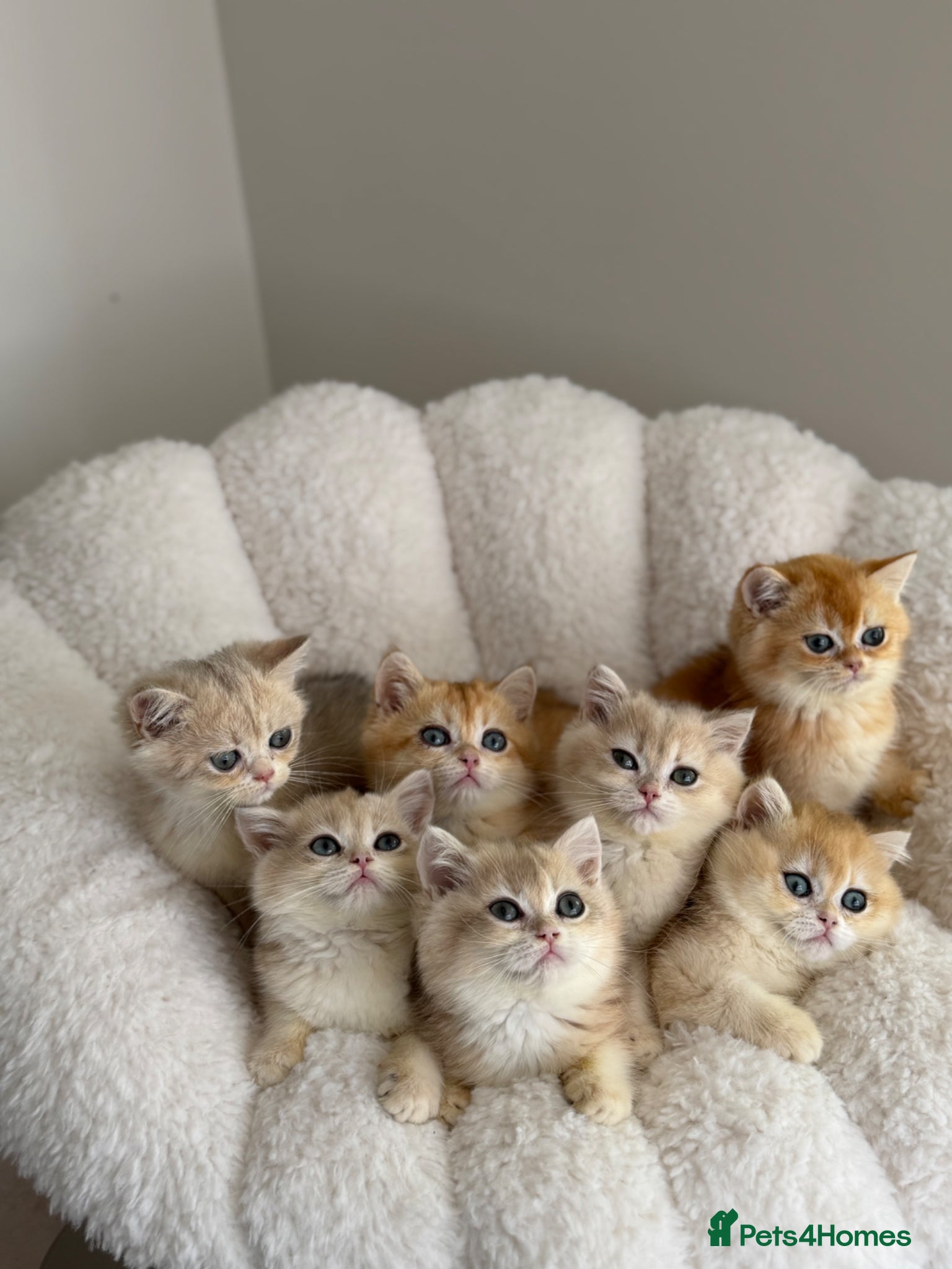 British Shorthair cats Godlen Blue British Shorthair kittens - Advert 1