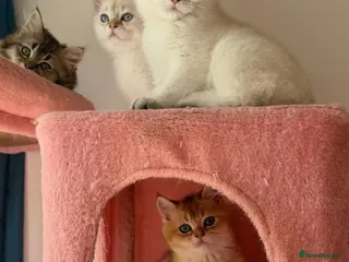 British Longhair cats Stunning White British Kittens Vaccinated - Advert 10