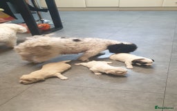 Bichon Frise dogs for sale: Bishon poppy's available  - Image 14