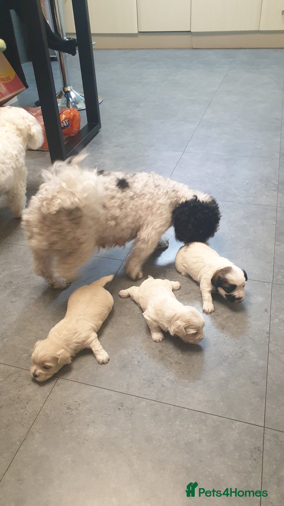 Bichon Frise dogs for sale: Bishon poppy's available  - Image 14