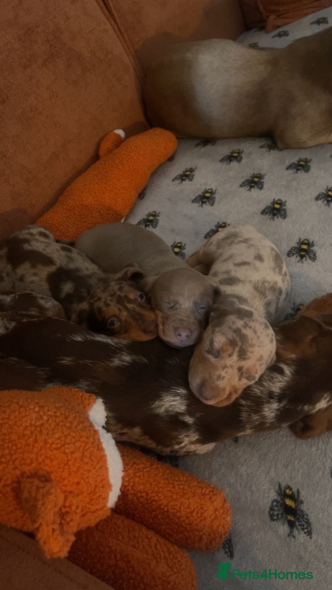 Miniature Dachshund dogs Stunning unique miniature dachshund puppies  - Advert 2