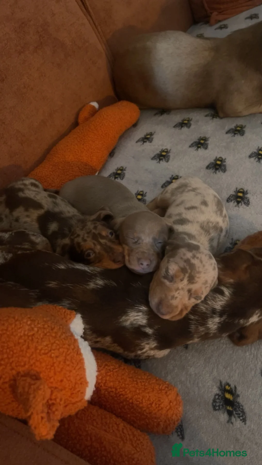 Miniature Dachshund dogs for sale: Stunning unique miniature dachshund puppies  - Advert 1