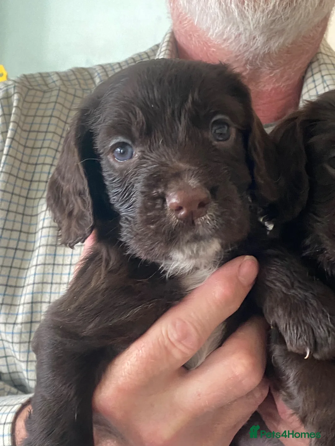 Cocker Spaniel dogs for sale: Working cockers in Stone - Advert 13