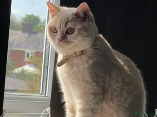 British Shorthair cats British shorthair in Banbury - Advert 1