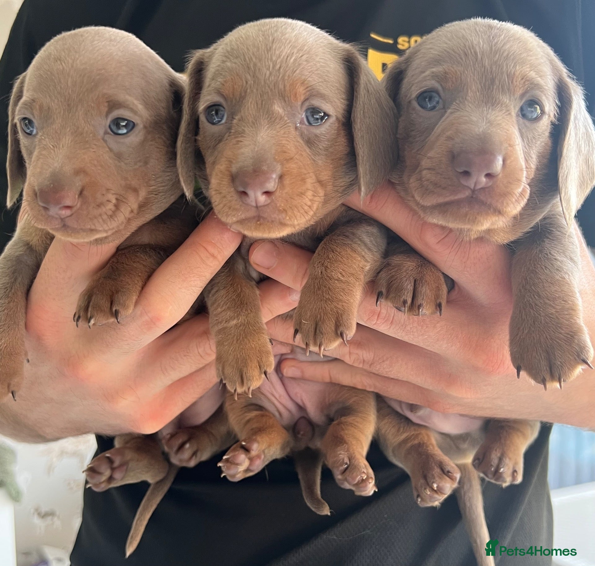 Miniature Dachshund dogs 🐾KC Miniature Dachshund Puppies 🐾 - Advert 17