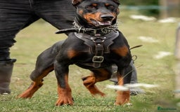 Dobermann dogs for sale: F1b working dobermann puppies - Image 6