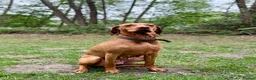 Hungarian Vizsla dogs for sale: KC registered Hungarian Vizsla puppies - Advert 20
