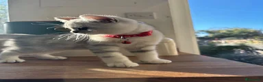 British Shorthair ( Red collar)