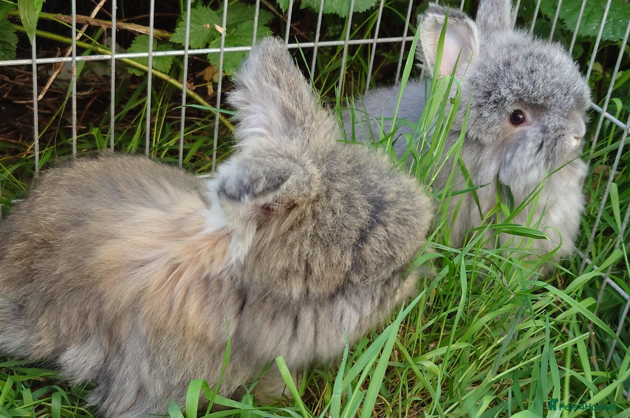 Angora rabbits Tame Angora Rabbits - Advert 10
