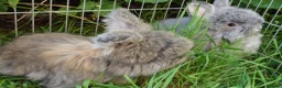 Angora rabbits for sale: Tame Angora Rabbits - Advert 1