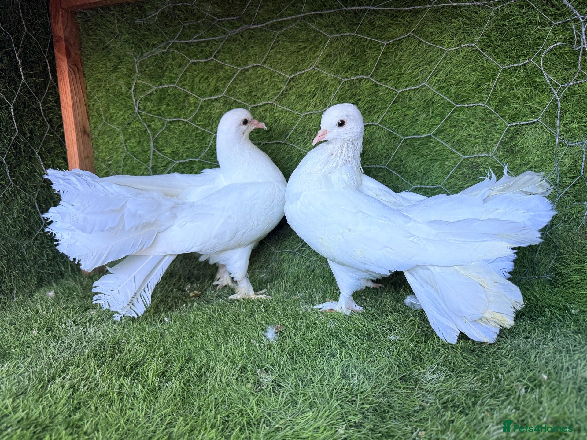 Pigeons birds Beautiful Quality Pigeons Healthy & Well Cared For - Advert 2