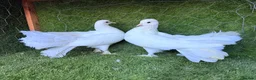Pigeons birds for sale: Beautiful Quality Pigeons Healthy & Well Cared For - Advert 13