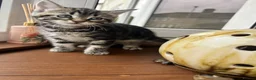 Mixed Breed cats for sale: 4 Beautiful Kittens Looking for Loving Homes!  in Dagenham - Advert 26