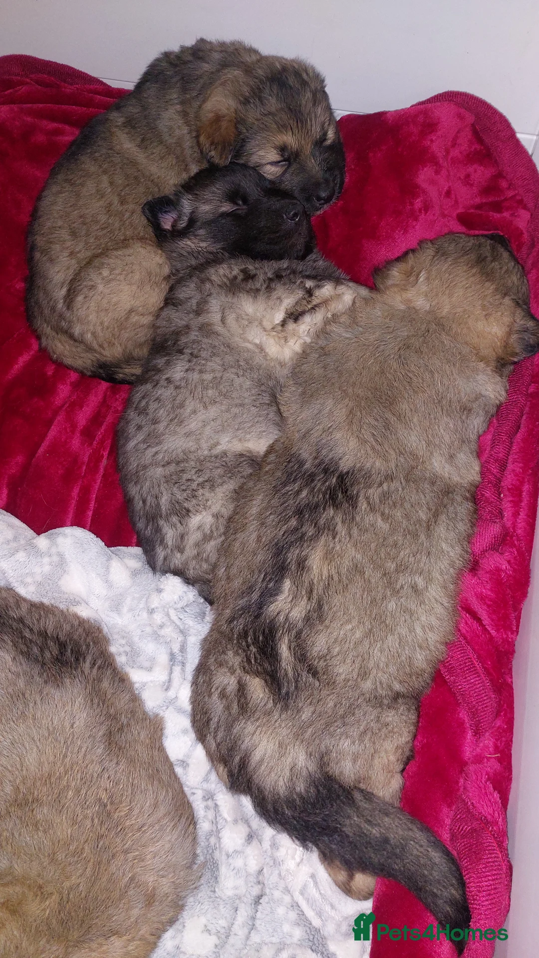 German Shepherd dogs for sale: German shephered puppys 4 boys 2 girls - Advert 13