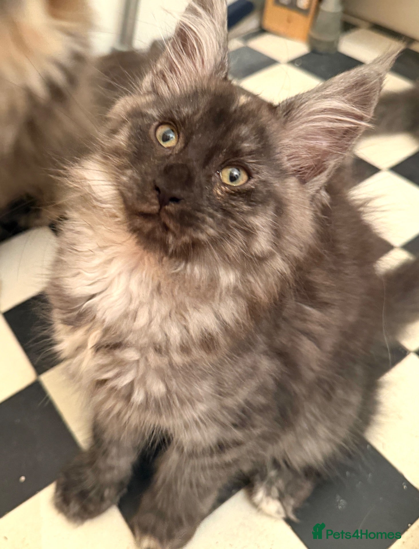 Maine Coon cats Stunning Fluffy Maine Coon kittens - Advert 12