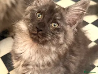 Maine Coon cats Stunning Fluffy Maine Coon kittens - Advert 12