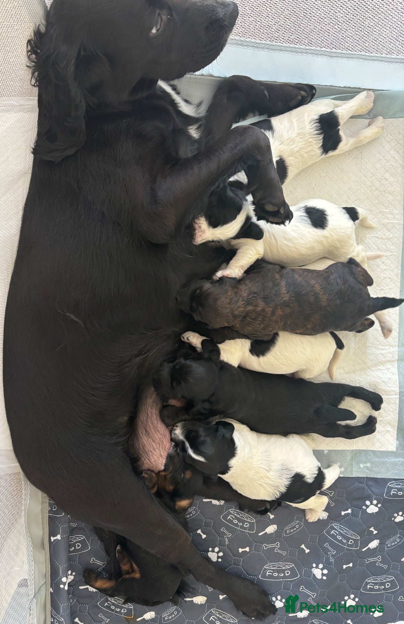 Mixed Breed dogs Last remaining Cockerpoo, ready for new home!  - Advert 2