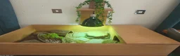 Tortoise reptiles for sale: Horsfield Tortoise age 6 - Advert 3