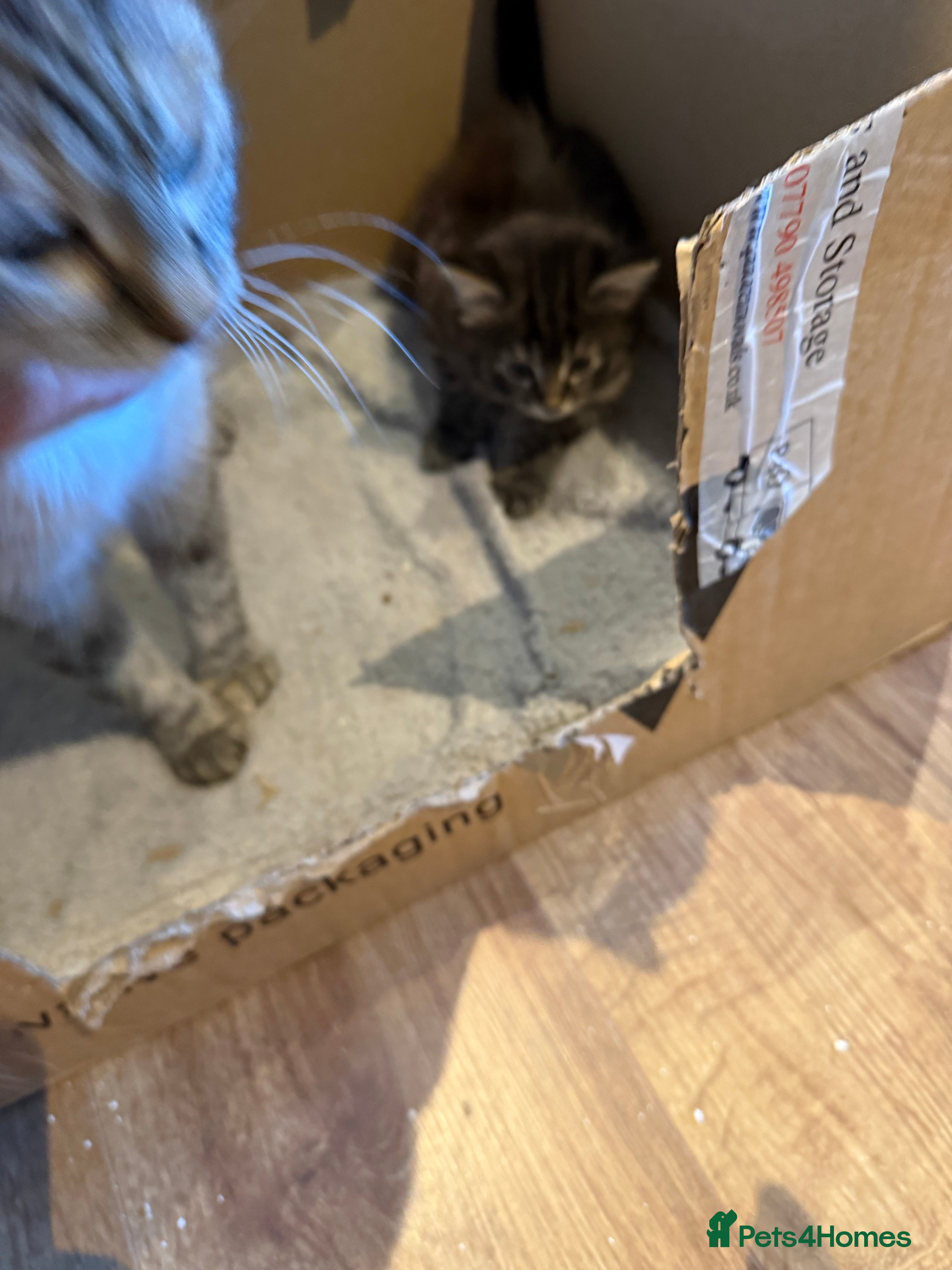 Mixed Breed cats Female kitten for sale - Advert 3