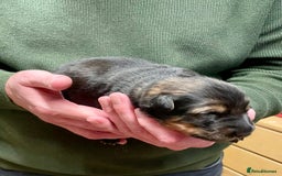 German Shepherd dogs for sale: German shepherd puppies for sale  - Image 6
