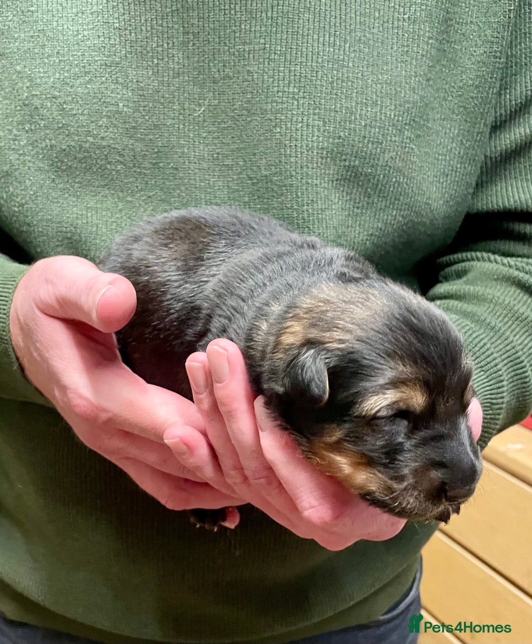 German Shepherd dogs for sale: German shepherd puppies for sale  - Image 6
