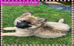 German Shepherd dogs for sale: 7  beautiful german shephered pups  - Image 23