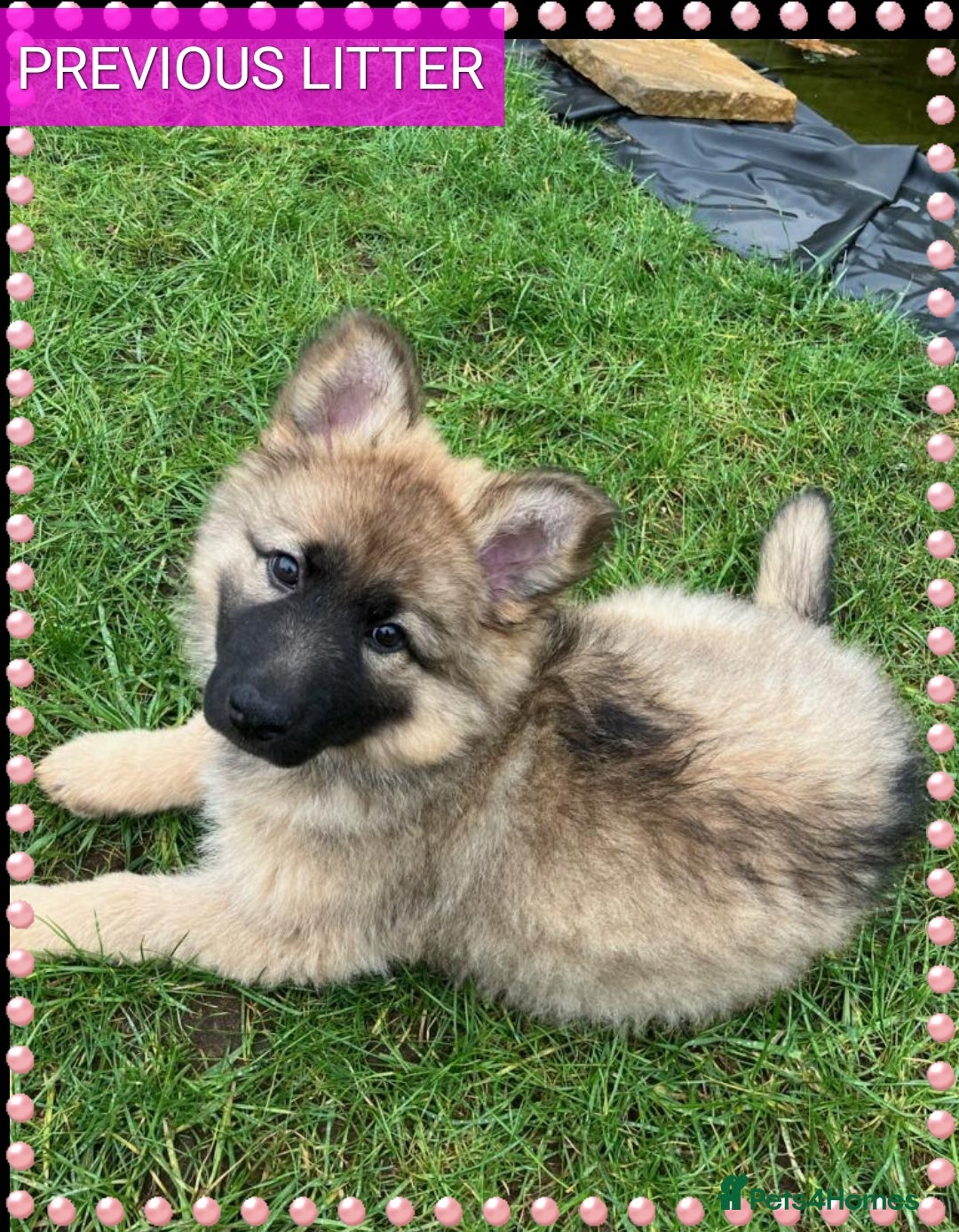 German Shepherd dogs for sale: 7  beautiful german shephered pups  - Image 23