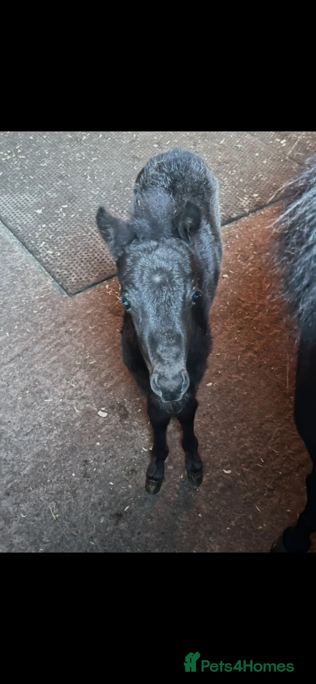 Miniature horses for sale: Falabella blend colt - Advert 21