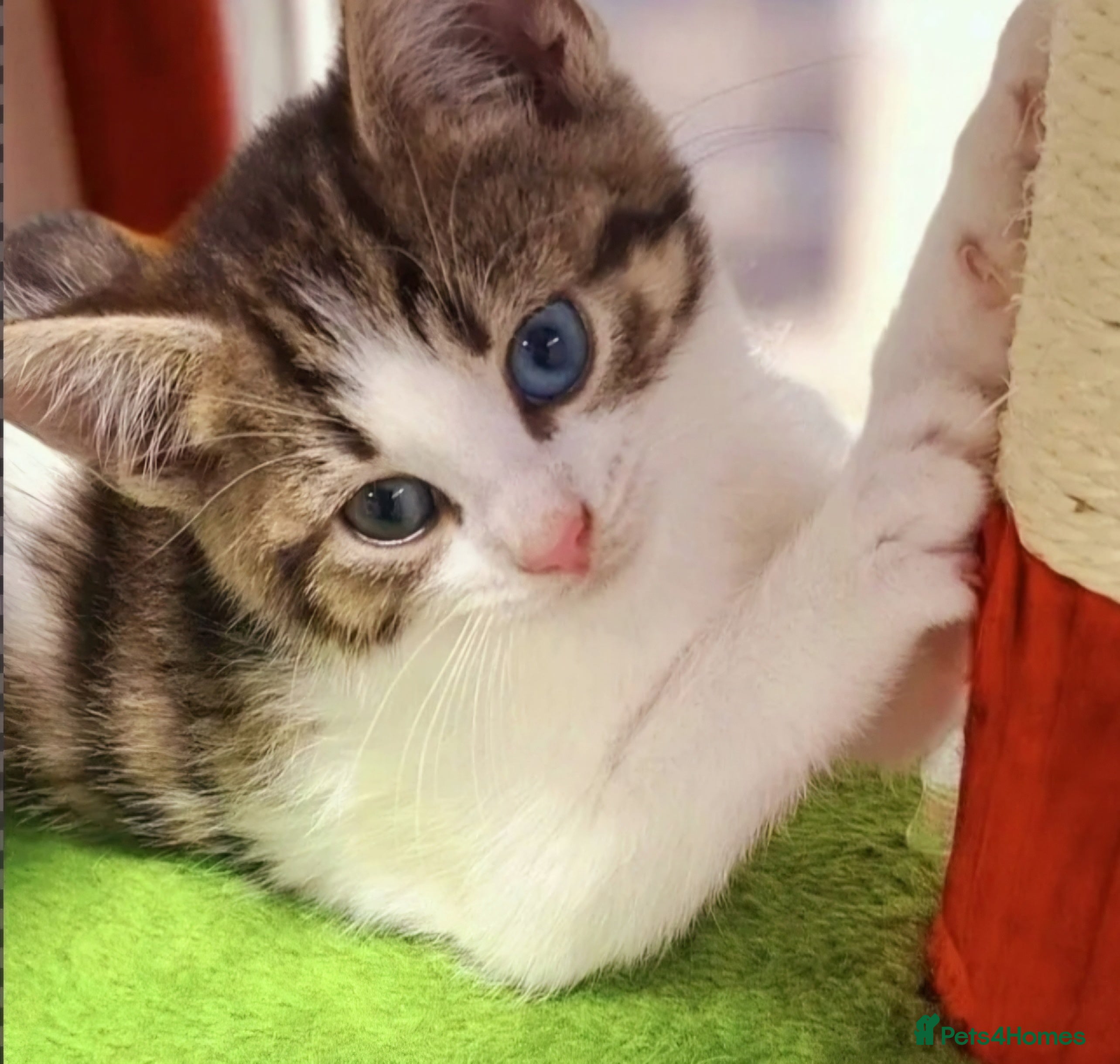 Mixed Breed cats 4 adorable kittens looking for their forever homes - Advert 7