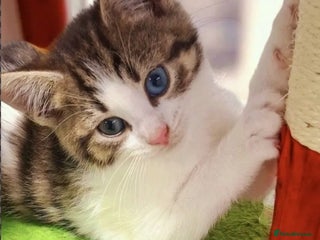 Mixed Breed cats 5 adorable kittens looking for their forever homes - Advert 1