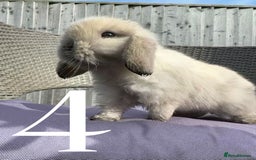 Mini Lop rabbits for sale: 5 Mini Lop baby rabbits ready 17th SEPT - Image 13