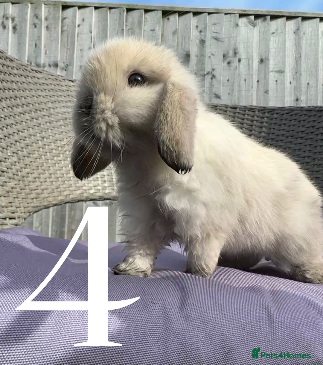 Mini Lop rabbits for sale: 5 Mini Lop baby rabbits ready 17th SEPT - Image 13