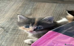 Maine Coon cats for sale: TICA Pedigree Maine Coon Kittens  - Image 18