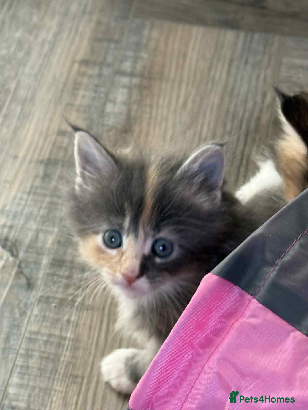 Maine Coon cats for sale: TICA Pedigree Maine Coon Kittens  - Image 18