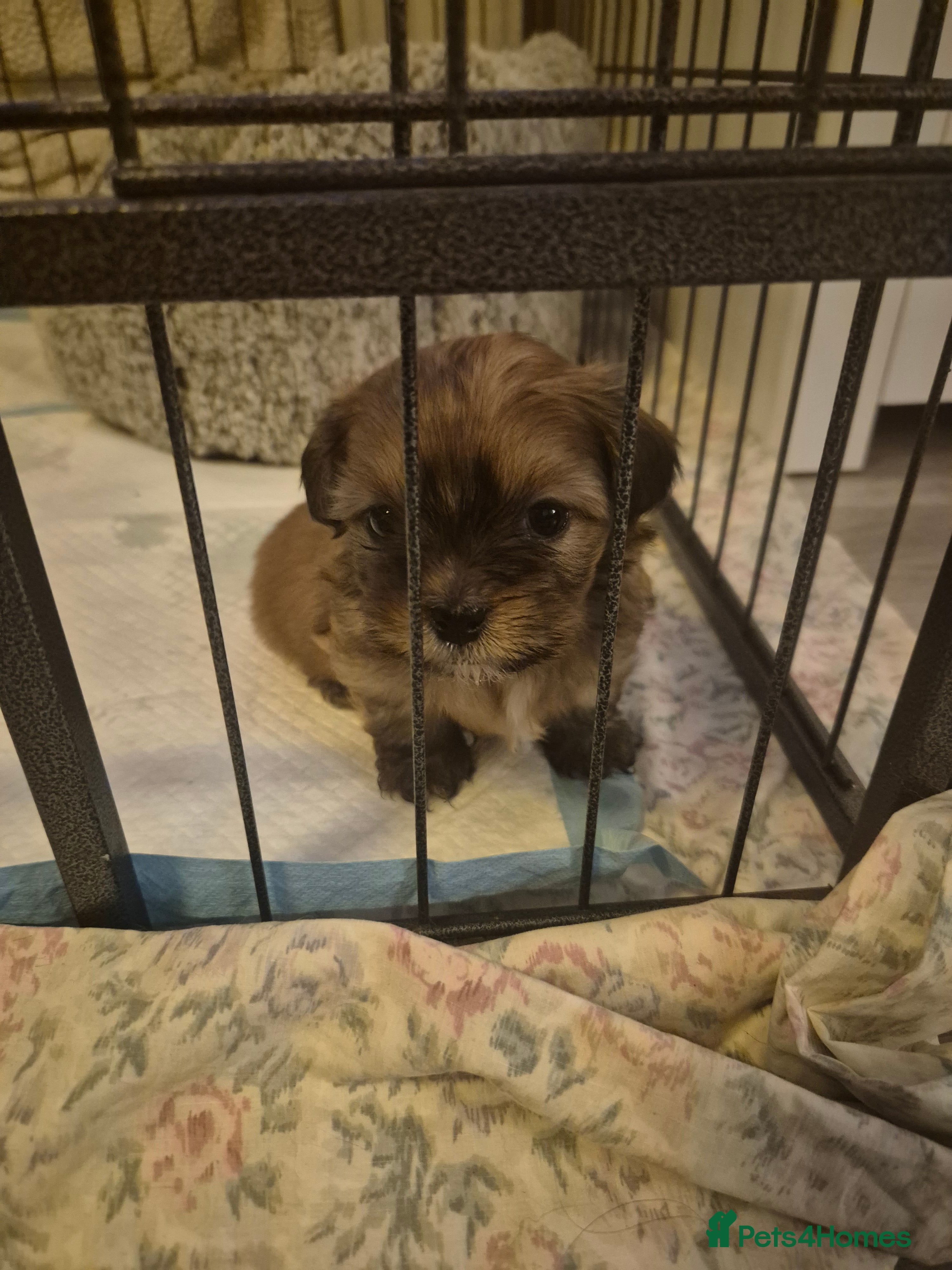 Mixed Breed dogs La-pom  pups VIEWING NOW - Advert 4