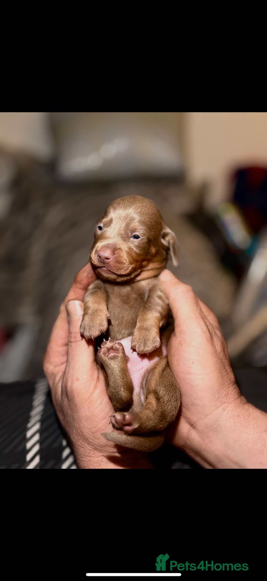 Dachshund dogs for sale: 7 Beautiful dachshund puppies  - Advert 3