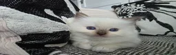 Ragdoll cats for sale: GCCF REGISTERED RAGDOLL KITTENS  - Advert 21