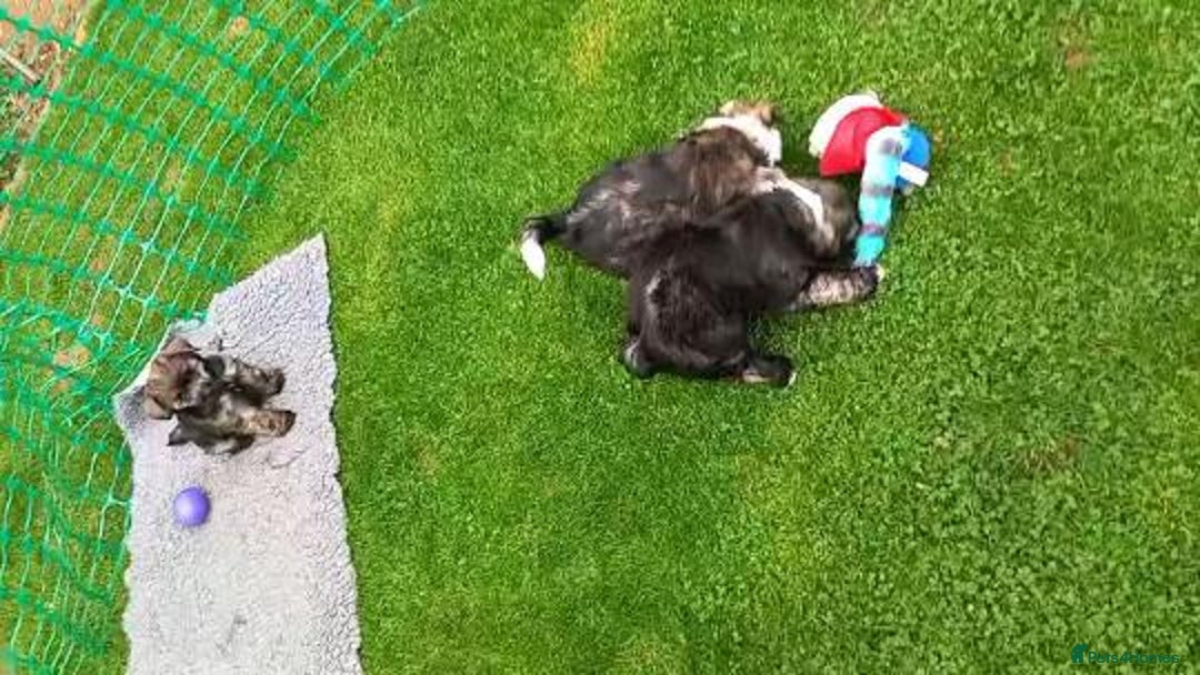 Chinese Crested dogs for sale: 3 Chinese Crested Powder Puff boys - Image 11