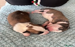 Mixed Breed dogs for sale: Puppies for sale - Image 2