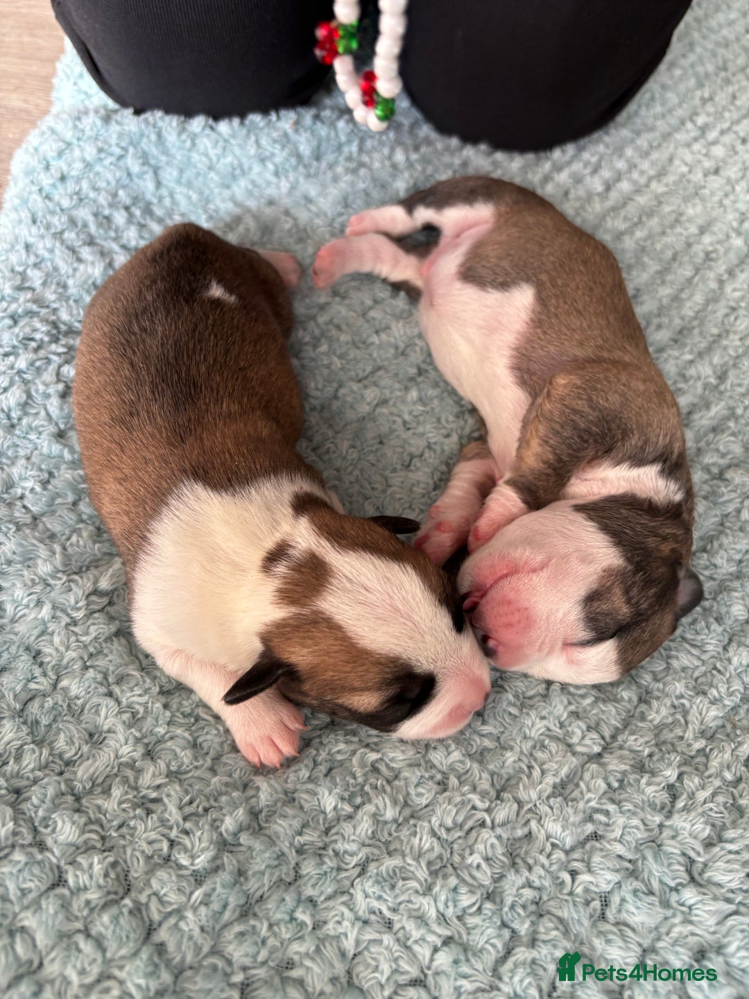 Mixed Breed dogs for sale: Puppies for sale - Image 2