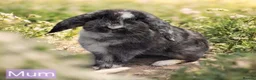 Mixed Breed rabbits for sale: Baby rabbits - Advert 18