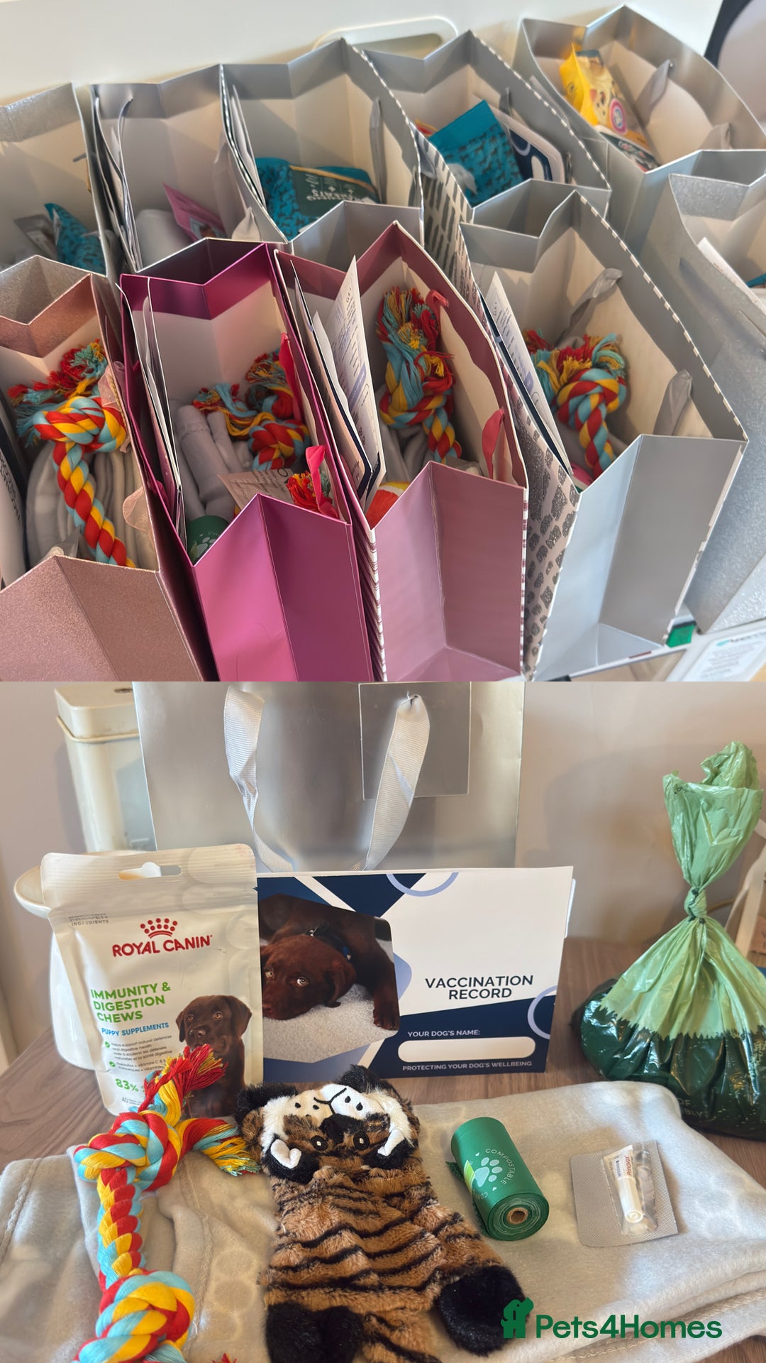 Miniature Dachshund dogs for sale:  READY NOW  minismooth haired dachshunds 🐾 - Image 15