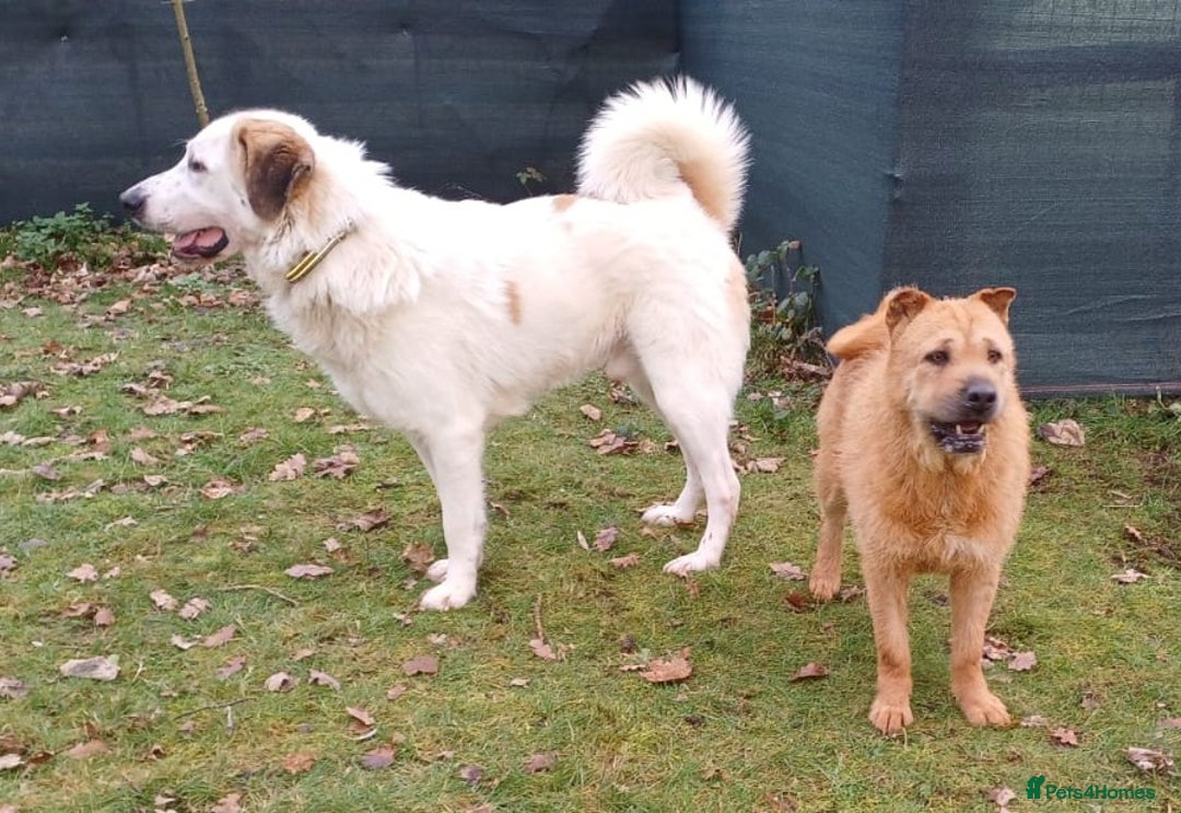 Mixed Breed dogs for adoption: 🐾 Meet IZZY 🐾 💛 A loyal heart & love to give 💛 - Advert 30