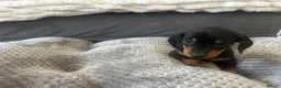 Miniature Dachshund dogs for sale: Miniature Daschund Pups for loving homes - Advert 10