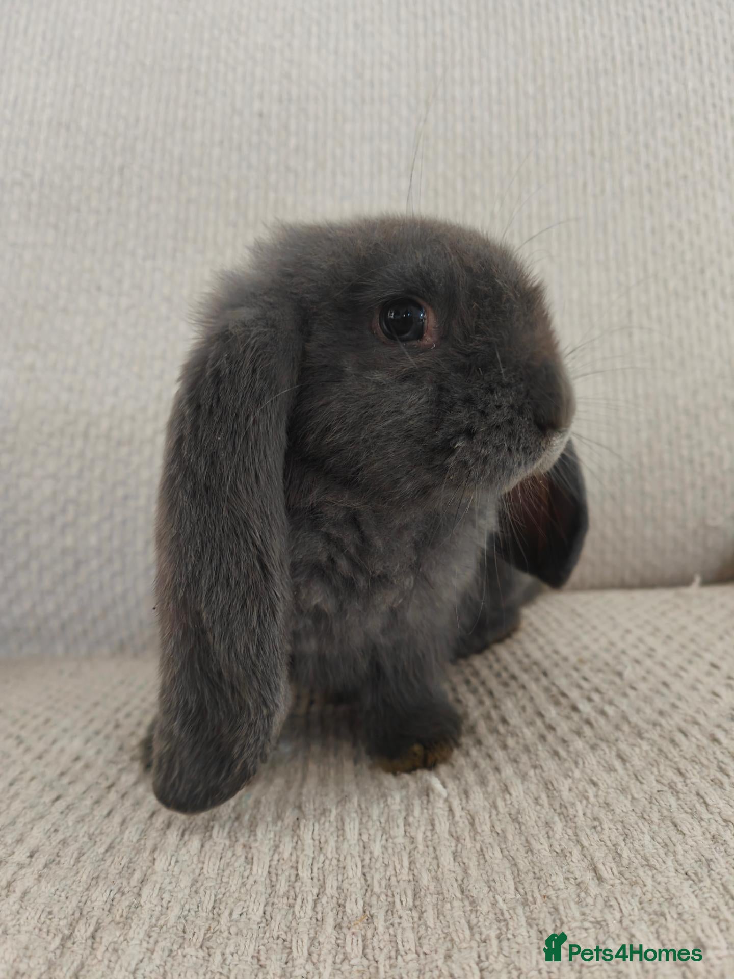 French Lop rabbits Giant french lops (REDUCED PRICE)  - Advert 12