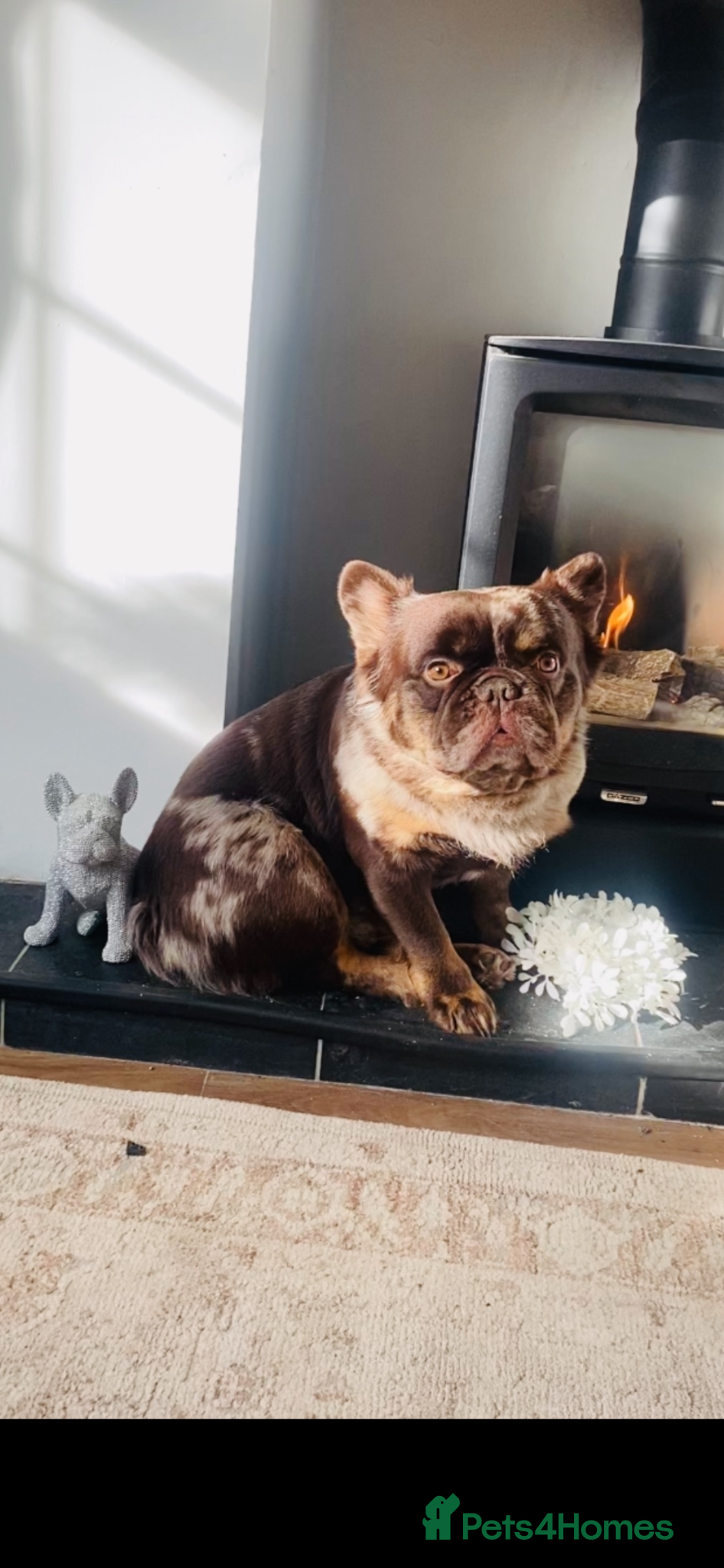 French Bulldog dogs Stitch - fluffy French bulldog  - Advert 1