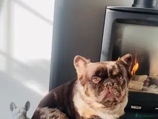 French Bulldog dogs Stitch - fluffy French bulldog - Advert 1
